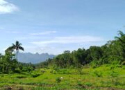 Irigasi Jebol Pasca Bencana 2018 Tak Kunjung Diperbaiki, Lahan Pertanian Warga Tanjung Bonai Ditumbuhi Semak Belukar