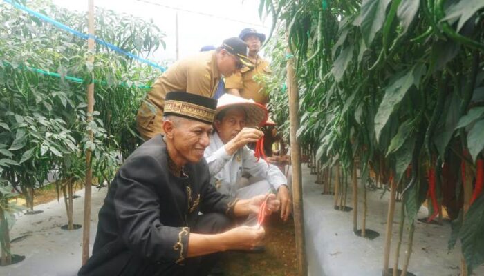 Miliki Tanah Subur, Nagari Talu Dijadikan Daerah Ketahanan Pangan di Pasaman Barat