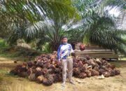 Garap Kembali Lahan Terlantar, Aksi Preventif Nyata Berantas PETI