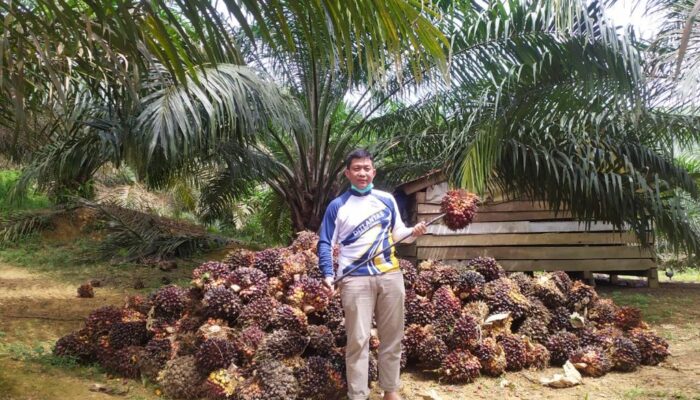 Garap Kembali Lahan Terlantar, Aksi Preventif Nyata Berantas PETI