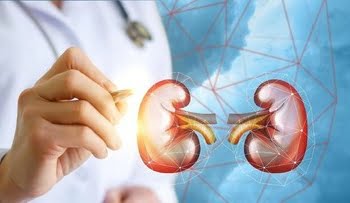 Ilustrasi Ginjal (Dok: Ilustrasi/thinkstock)