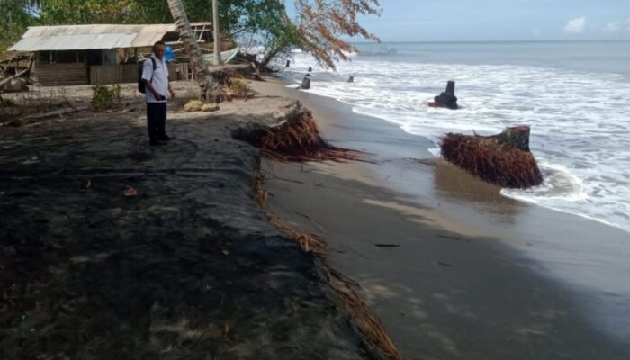KUD Tiku Lima Jorong Alami Rugi Miliaran Rupiah, 100 Hektare Perkebunan Kelapa Sawit Dilanda Abrasi
