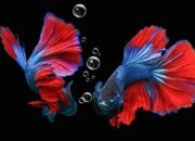 685 Ikan Cupang dari Berbagai Negara Tampil di Kontes Internasional WSIBF 2022 di Gedung HTT Padang