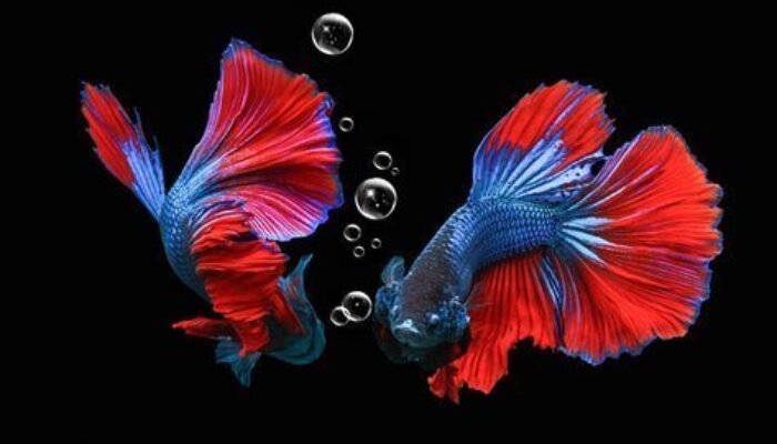 685 Ikan Cupang dari Berbagai Negara Tampil di Kontes Internasional WSIBF 2022 di Gedung HTT Padang