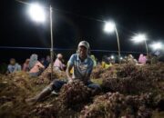 Kisah Mohammad Ali Si Petani Bawang: Penghasilannya Melimpah Usai Sukses Usir Hama dengan Listrik PLN