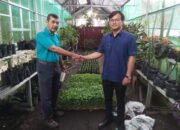 DPKP Agam Terima Bantuan Bibit Cabai dari PT AMP Plantation