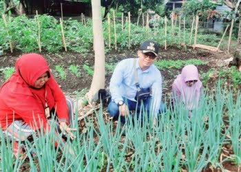 Antisipasi Kemiskinan dan Tekan Inflasi, Kelurahan Napar Maksimalkan Tanaman Pangan Cepat Panen