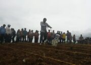 Ribuan Hektare Lahan Masih Kosong, Solok Selatan Siap Jadi Daerah Penghasil Sorgum