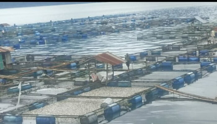 Ratusan Ton Ikan Mati di Danau Maninjau