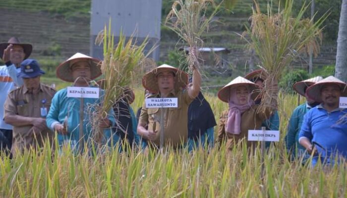 Program Sekolah Lapangan Tanaman Padi Pemdes Lunto Barat Sukses Tingkatkan Hasil Panen Petani