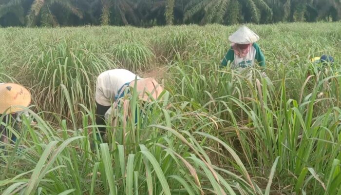 Cerita Inspiratif Wali Nagari Sungai Duo Sitiung Dharmasraya: Berawal Manfaatkan Lahan Bekas Karet, Kini Jadi Produktif Penghasil Minyak Serai Wangi