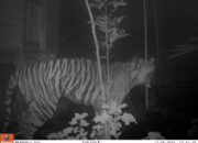 Harimau Sumatra Terekam Jelas di Palupuh Agam, BKSDA Lakukan Pengusiran