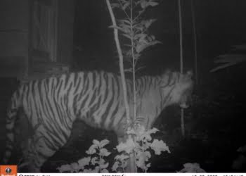 Harimau Sumatra Terekam Jelas di Palupuh Agam, BKSDA Lakukan Pengusiran