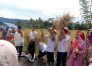 Hasil Panen Luar Biasa, Nagari Ampalu Limapuluh Kota Sukses Ujicoba Padi Organik