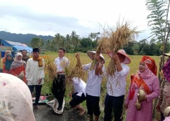 Hasil Panen Luar Biasa, Nagari Ampalu Limapuluh Kota Sukses Ujicoba Padi Organik