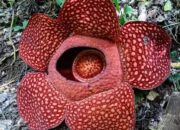 Hal yang Harus Diperhatikan Saat Melihat Bunga Rafflesia!
