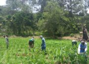 Inovatif! Tingkatkan Kesejahteraan TNI, Serka Efri Sadri Budidaya Jagung di Lahan Terlantar