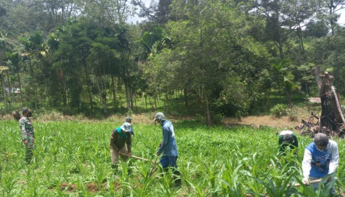 Inovatif! Tingkatkan Kesejahteraan TNI, Serka Efri Sadri Budidaya Jagung di Lahan Terlantar