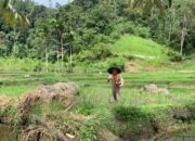 Petani Jorong Palupuh Nyaris Diterkam Harimau, Wali Nagari Pasia Laweh Minta Warga Waspada