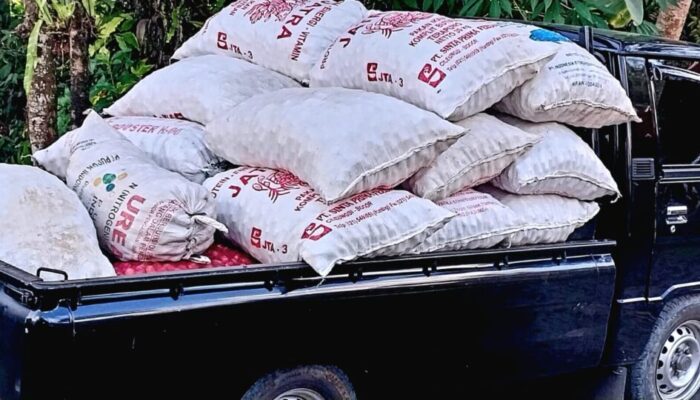 Harga Pinang Lacik Melonjak, Petani Nagari III Koto Aur Malintang Tersenyum