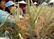 Ditetapkan Kemen-Dikbudristek, Berikut 19 Karya Warisan Budaya Takbenda di Sumatera Barat