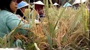 Ditetapkan Kemen-Dikbudristek, Berikut 19 Karya Warisan Budaya Takbenda di Sumatera Barat