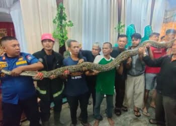 Hati-hati Selokan Tertutup Depan Rumah, Tempat Nyaman Bagi Si Piton!