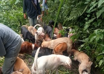 Babi Hutan Banyak Terkapar, Buru Alek Batipuh Ateh Sukses