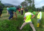 Serangan Hama Tikus Mengganas, Panen Petani di Banuhampu Agam Turun Drastis