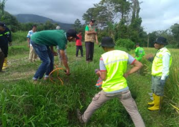 Serangan Hama Tikus Mengganas, Panen Petani di Banuhampu Agam Turun Drastis