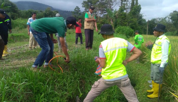 Serangan Hama Tikus Mengganas, Panen Petani di Banuhampu Agam Turun Drastis