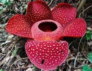Bunga Rafflesia