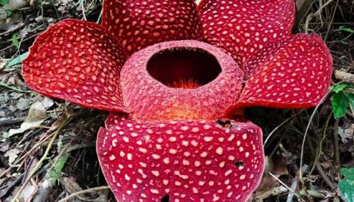 Mengenal Lebih Dekat Cagar Alam Batang Palupuh, Rumah Rafflesia Pertama di Sumbar