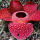 Bunga Rafflesia