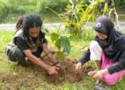 Awal Tahun 2023, Masyarakat Koto Rantang Terima Bibit Manggis Varietas Puspahiang