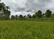 Erupsi Gunung Marapi, Petani di Tanah Datar Sebut Fenomena Biasa