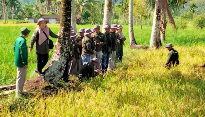BPS Pasaman dan Wali Nagari Limo Koto Terjun Langsung dalam Panen Pengambilan KSA
