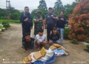 Sempat Melarikan Diri, Kurir Ganja Lintas Provinsi Akhirnya Dibekuk