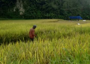 Jorong Batang Palupuh