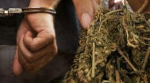 Polres Payakumbuh meringkus K (25) warga Jorong Indo Baleh Timur Kenagarian Mungo Kecamatan Luak dalam kasus peredaran narkoba jenis ganja.