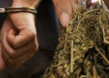 Polres Payakumbuh meringkus K (25) warga Jorong Indo Baleh Timur Kenagarian Mungo Kecamatan Luak dalam kasus peredaran narkoba jenis ganja.