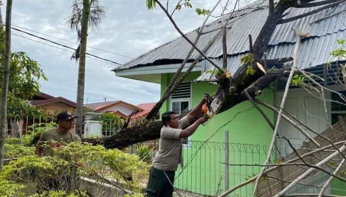 Pohon Tumbang Seret Kabel Listrik dan Timpa Atap Puskesmas Pembantu Bungo Pasang