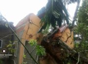 Hujan Badai di Padang Pariaman, Rumah Aswirjal Remuk Ditimpa Pohon Tumbang