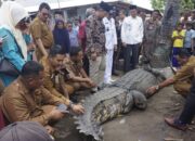 Masyarakat Nagari Katiagan Tangkap Buaya Sepanjang Lima Meter, Warga Tolak Dilepas di Pasaman Barat