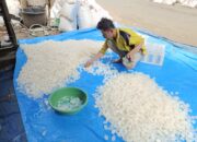 Kolang Kaling di Tanah Datar Ternyata Diminati Vietnam dan Thailand