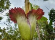 Jorong Batang Palupuh Jadi Desa Wisata Binaan Kemenparekraf RI