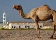 Eksekusi Mati Paling Banyak Diterapkan Pemerintah Arab Saudi