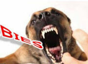 Pemerintah Siapkan Strategi Penanganan Darurat Rabies