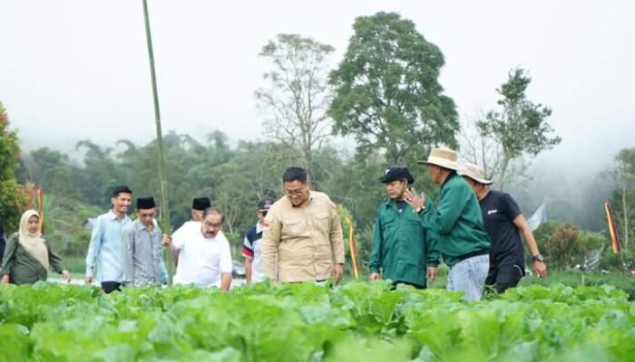 Pemkab Tanah Datar Jadikan Lereng Gunung Singgalang Sentra Jeruk Lemon