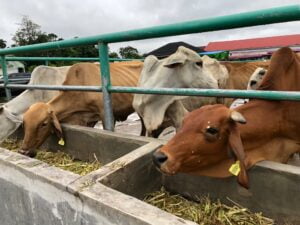 Rumah Pemotongan Hewan